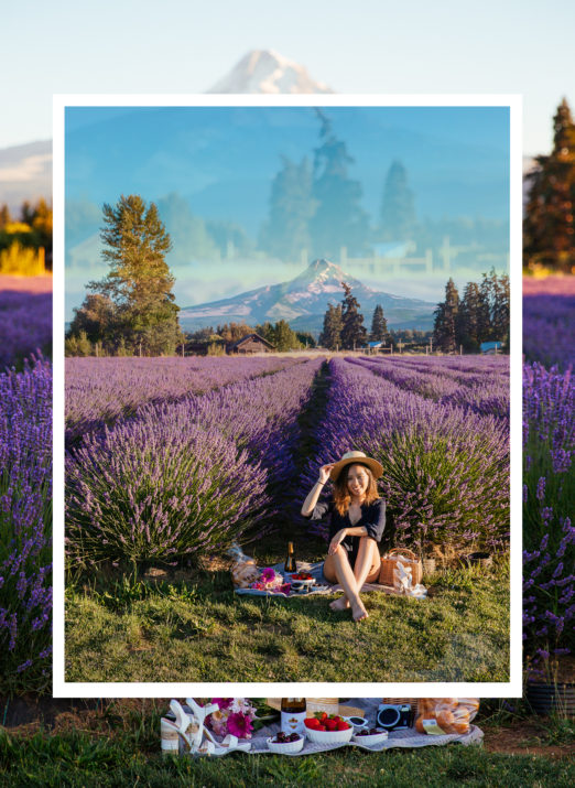 What Happened When I Didn't Post on social media for months | LE-JOLIE.COM | Lavender Fields Oregon, Picnic in the Lavender Fields